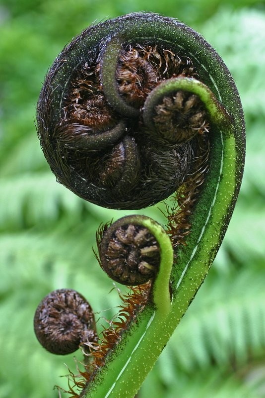 Young frond with leaflets Young frond with leaflets