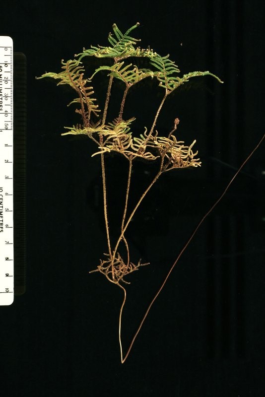 Frond with repeatedly branching midrib (rachis)