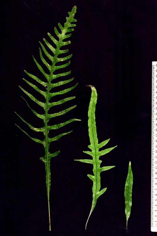 Transition from juvenile (right) to adult (left) fronds