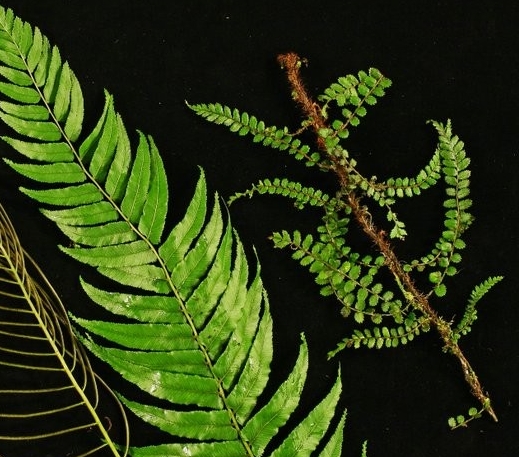 Fertile frond (left), sterile frond (middle) and juvenile frond (right)