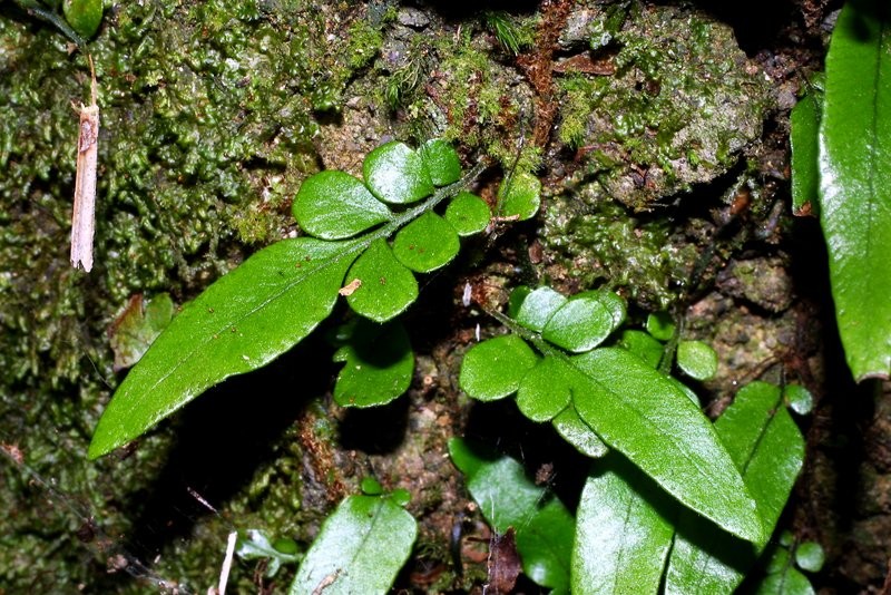 Juvenile plant with fronds