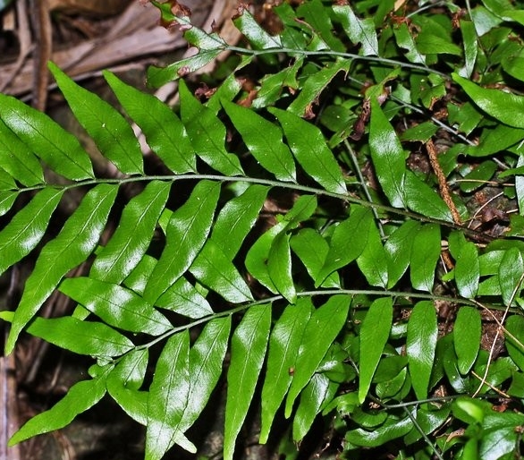 Mature plant with fronds