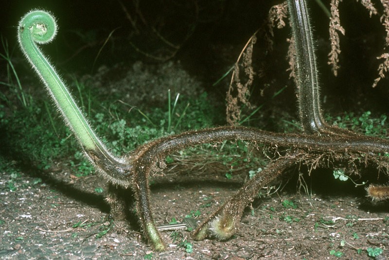 Stem (rhizome) with young frond