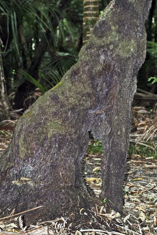 Base of trunk, localised formation of a sheath of roots increases the girth