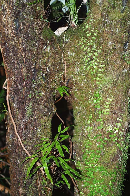 Lower region of trunk, fine roots form a tough sheath adding support and may join together adjacent plants.