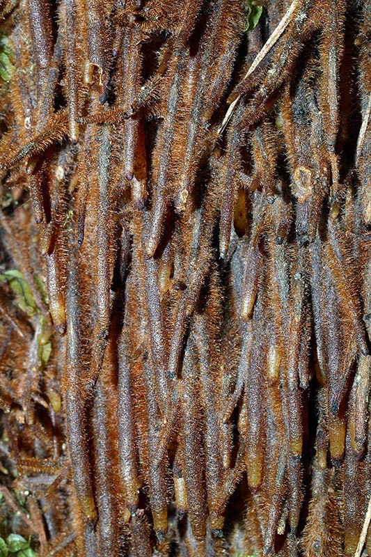 Base of trunk, growth of roots occurrs in annual cycles