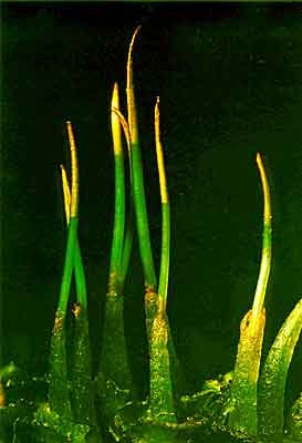 anthoceros_4(400) anthoceros_4(400)