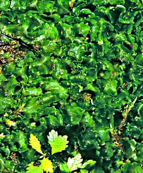 Allisonia cockaynei Thallus