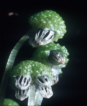 asterella-2(600)_2