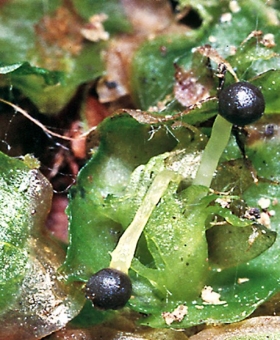 Allisonia cockaynei Sporophyte