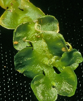 phyllothallia nivicola(600)-1 