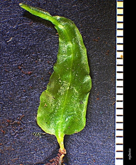 podomitrium (600)-1