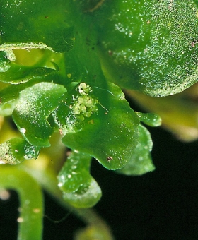 phyllothallia nivicola(600) male-2