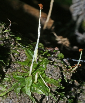 Mature sporophyte