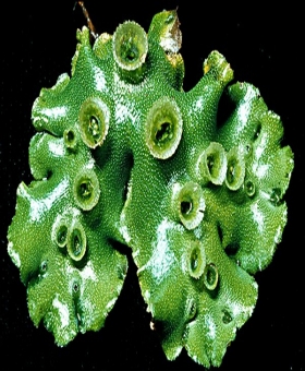 marchantia bert(600) -1