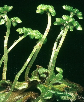neohodgsonia mirabilis(600) 841508A 