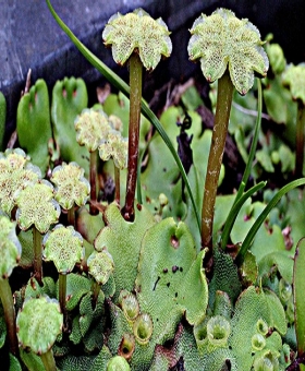 marchantia_bert(600)_2