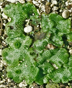 neohodgsonia mirabilis(600) 792724