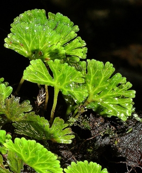 hymenophyton flab(600)-1