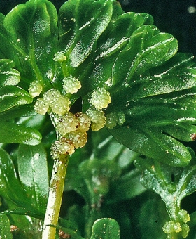 hymenophyton flab_male(600)-2