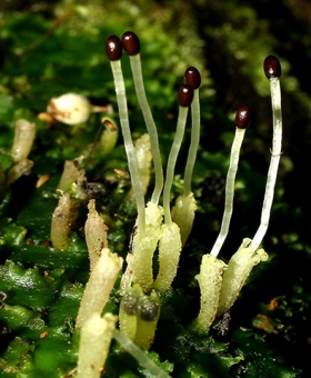 lobatiriccardia_sp(600)-2