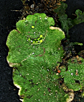 Lunularia_cruc(600)-1