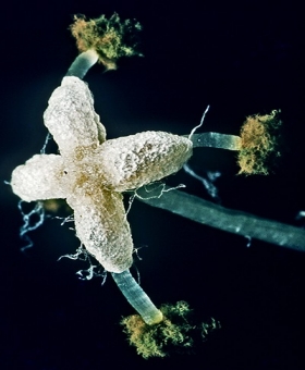 Lunularia_cruc(600)-2