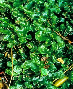 dumortiera hirsuta(600)-1