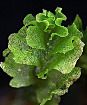fossombronia_wond(600) -1