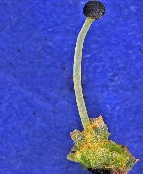 fossombronia_wond(600)-2