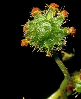 dumortiera hispida(600)-2 