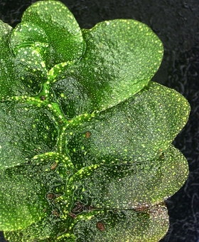 treubia lac (600)-1