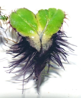 ricciocarpus_nat-(600) -1