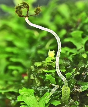 riccardia_alba(600)-2