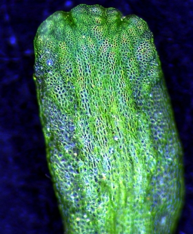 riccia fluitans(600)-2