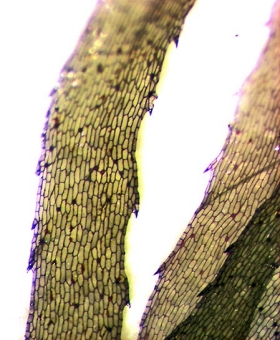 ricciocarpus_nat-(600)-2