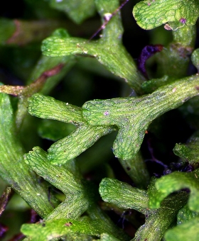 riccia fluitans(600)-1