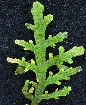 riccardia_alba(600)-1