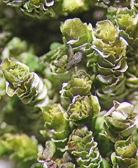 acrolejeunea mollis -(600)