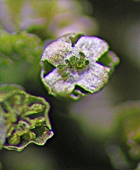 acrolejeunea mollis-ventral(600)