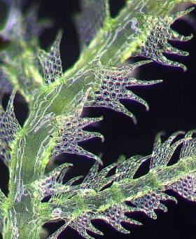 Neolepidozia tetrapila v tetrapila Dorsal
