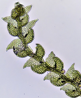 microlejeunea_latitans(600)1600-15