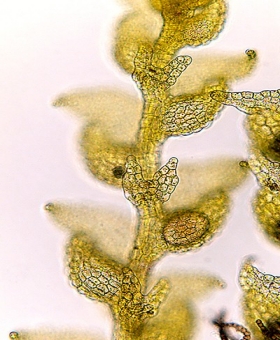 microlejeunea_latitans ventral 1600-33
