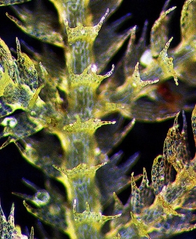 Neolepidozia tetrapila v tetrapila Ventral