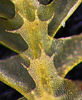 2 heteroscyphys_decept1184-CROP