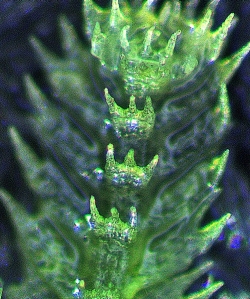Neolepidozia patentissima Ventral