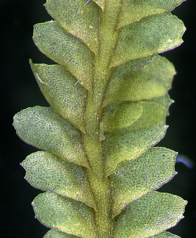 Radula plicata Dorsal