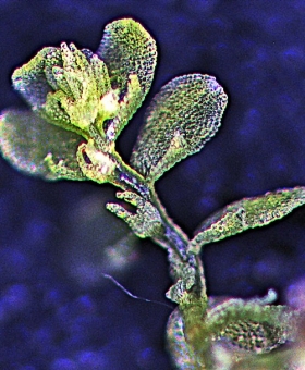 Siphonolejeunea_nudipes Ventral