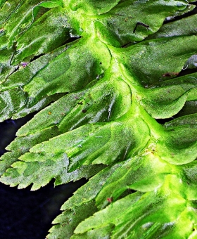 schistochila_append(600)122_8-800