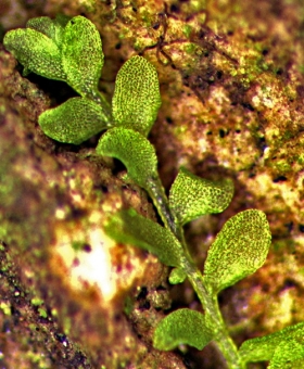 Siphonolejeunea_nudipes Dorsal